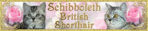 Schibboleth愀 British Shorthair banner